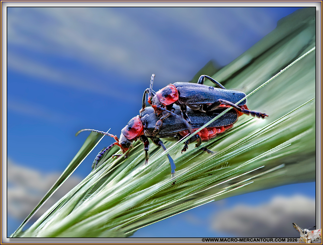 Coleoptera Cerambycidae